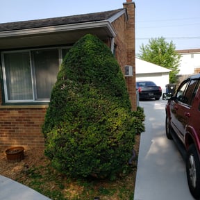 Bush Trimming by Sustainable Lawn Care of Ohio reviewed on August 19, 2025