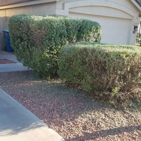 Bush Trimming by Spring lawn care reviewed on August 20, 2025