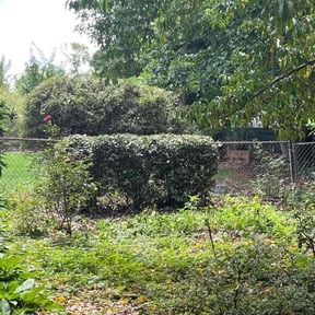 Bush Trimming by Georgia turf lawn care reviewed on November 24, 2025