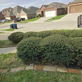 Bush Trimming by SS Landscaping and tree care services reviewed on March 10, 2026