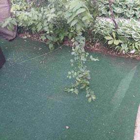 Leaf Removal by Electric City Lawn Care LLC reviewed on May 28, 2026