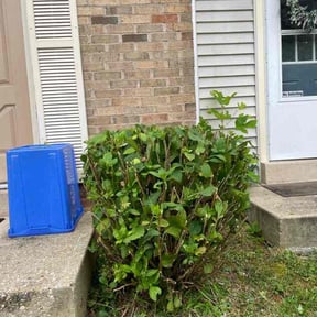 Bush Trimming by Fortanel lanscaping reviewed on August 15, 2025