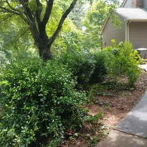 Bush Trimming by Parker services reviewed on August 20, 2025