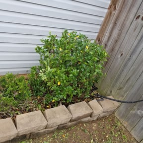 Bush Trimming by Krenik lawn services reviewed on August 15, 2025
