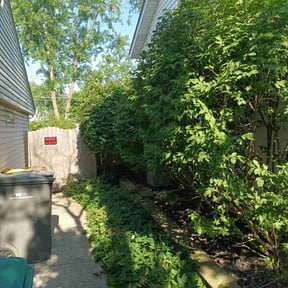 Bush Trimming by AJM Landscaping reviewed on August 20, 2025