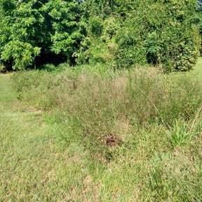 Bush Trimming by Parrish Lawn Service reviewed on August 20, 2025