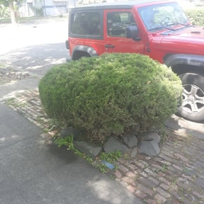 Bush Trimming by Lawn Care reviewed on August 19, 2025