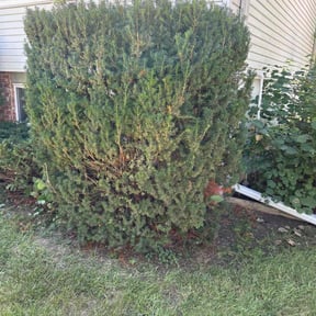 Bush Trimming by ABLE Landscaping reviewed on October 20, 2025