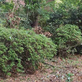 Bush Trimming by Cuts By Chuck reviewed on May 1, 2024