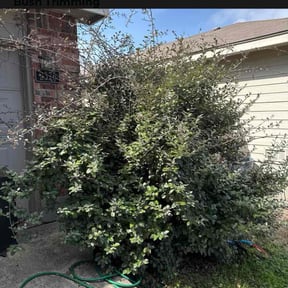 Bush Trimming by Cornerstone Properties and Rentals reviewed on August 21, 2025