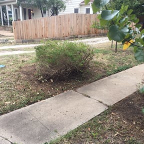 Bush Trimming by Cat&#039;s Landscaping reviewed on August 16, 2025