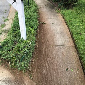 Bush Trimming by Texas Services SA reviewed on August 17, 2025