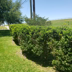 Bush Trimming by Metro Lawns, Inc reviewed on August 19, 2025
