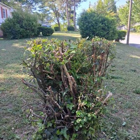 Bush Trimming by Pro Lawns 320 reviewed on August 17, 2026