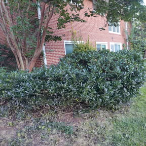 Bush Trimming by FirstChoice Landscaping reviewed on August 18, 2025
