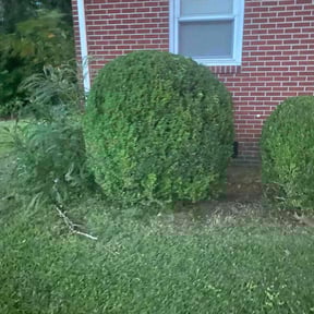 Bush Trimming by Earthworm Lawn Care reviewed on August 17, 2025