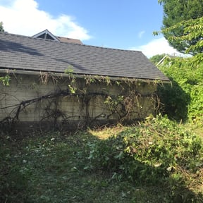Bush Trimming by Feathers Lawn Service  reviewed on August 20, 2025