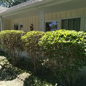 Bush Trimming by Alpha Lawn Maintenance reviewed on August 14, 2025