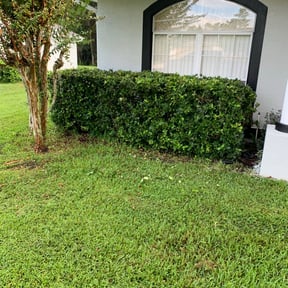 Bush Trimming by WhaleyScapes lawn services reviewed on August 14, 2025