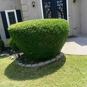 Bush Trimming by Salvus Lawncare reviewed on May 8, 2026