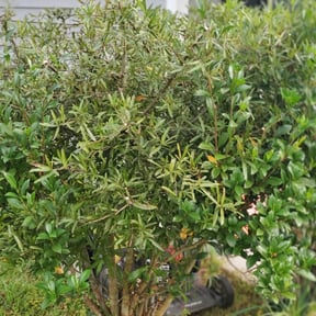 Bush Trimming by MR LAWN CARE reviewed on August 15, 2025