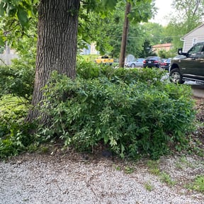 Bush Trimming by Mendez Lawn Care reviewed on August 21, 2025