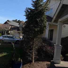 Bush Trimming by A Cut Above reviewed on April 9, 2026