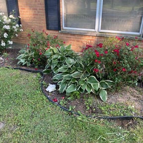 Bush Trimming by Raines Lawn & Landscape reviewed on August 20, 2025