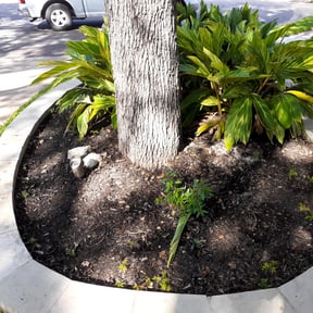 Leaf Removal by All star lawn care reviewed on September 13, 2025