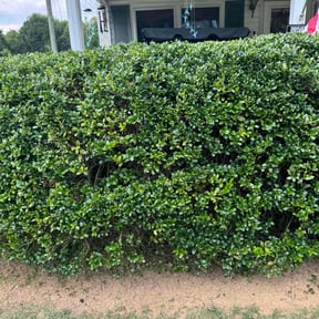 Bush Trimming by Green City Landscaping Co LLC reviewed on August 17, 2025
