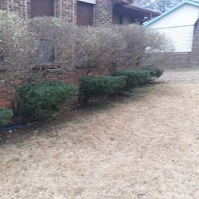 Bush Trimming by Corey's lawncare  reviewed on August 18, 2025