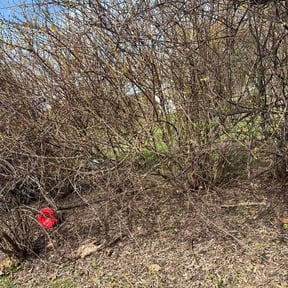 Bush Trimming by Brent Walters reviewed on April 2, 2026