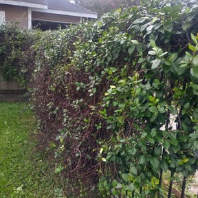 Bush Trimming by FLA Mowers LLC reviewed on August 17, 2025