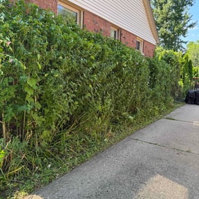 Bush Trimming by Browns and Sons Lawncare reviewed on August 14, 2025