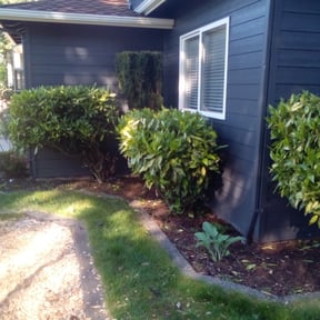 Bush Trimming by MVP Lawn & Landscaping reviewed on August 17, 2025