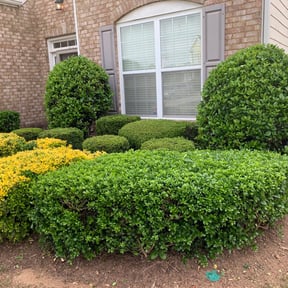 Bush Trimming by YFC Lawn Care and Maintenance reviewed on August 16, 2025