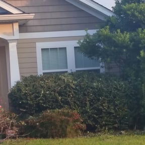Bush Trimming by AB Flores Landscaping reviewed on August 21, 2025