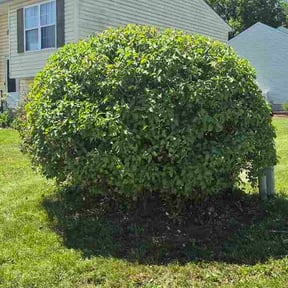 Bush Trimming by Green Missions Landscaping LLC reviewed on May 10, 2026