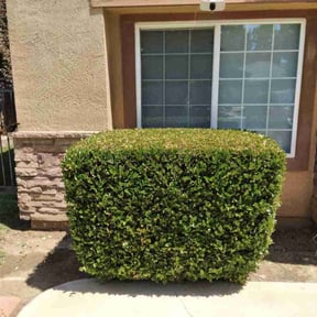 Bush Trimming by Torres Lawn Care reviewed on August 21, 2025