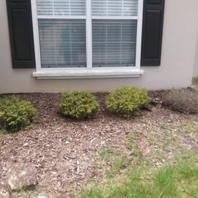 Bush Trimming by Mike's Lawn Service reviewed on August 18, 2025