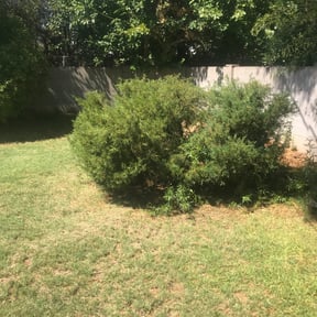 Bush Trimming by Elite Services reviewed on August 18, 2025