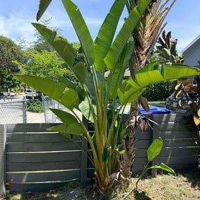 Bush Trimming by Clouse Landscaping reviewed on August 24, 2026