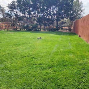 yard service by Stetty's Lawn LLC reviewed on August 15, 2025
