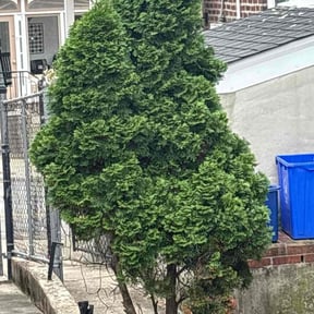 Bush Trimming by Mustang Mower reviewed on October 19, 2025