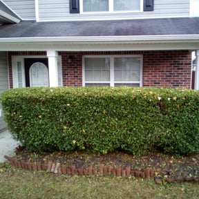 Bush Trimming by Motivational Landscaping reviewed on August 19, 2025