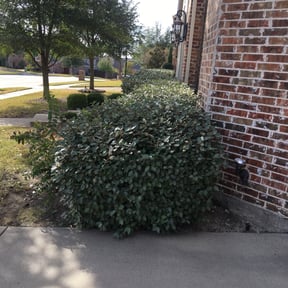 Bush Trimming by Apex Home Services reviewed on October 16, 2026