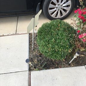 Bush Trimming by Johnson landscaping reviewed on August 17, 2025