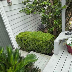 Bush Trimming by CNF Landscaping reviewed on August 5, 2026