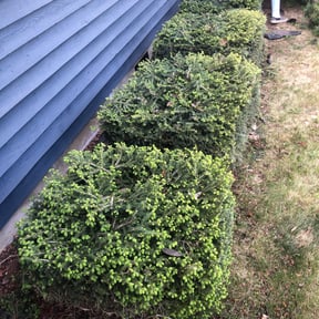 Bush Trimming by NuWorld Lawn Care reviewed on August 21, 2025
