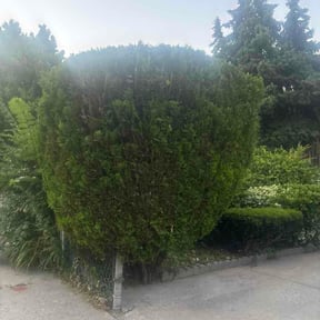 Bush Trimming by Real reliable construction reviewed on July 7, 2026